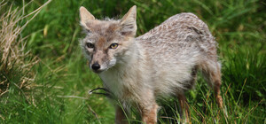 У Києві запровадили карантин через виявлення сказу в Голосіївському районі