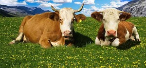 На Харківщині живе найпродуктивніша корова України: Варяжка вдруге очолила національний рейтинг