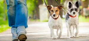 В Одесі за понад мільйон гривень облаштують майданчик для вигулу собак у сквері біля Балковської