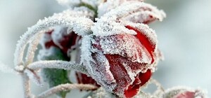 Посівний календар на грудень 2025 року: що робити у саду та на городі