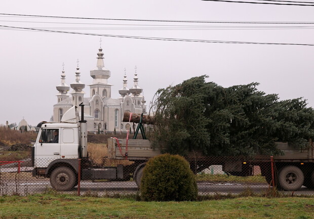 У Львові встановили головну різдвяну ялинку: історія дерева. 