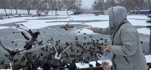 Чим можна годувати птахів і тварин узимку у парках Дніпра: список дозволених продуктів