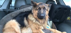 У Львові шукають донорів крові для собак: як долучитися 