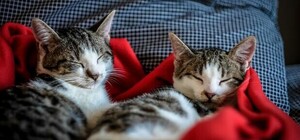 У Львові хочуть створити банк крові для котів 