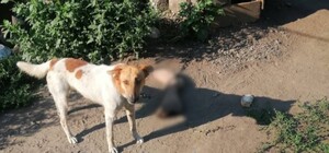 Під Харковом — знову вбивство з розчленуванням: вбивцю 