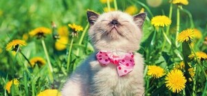 Вихідні в Україні у березні 2026: скільки відпочиватимемо 