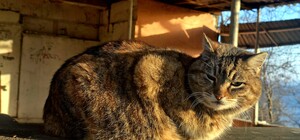 Мінлива хмарність і серпанок: яка погода буде в Одесі наступного тижня