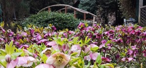 Весна в дендропарку