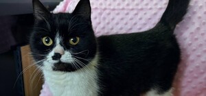 Два дні просиділа на дереві: у Харкові комунальники врятували кішку з висоти 12 метрів