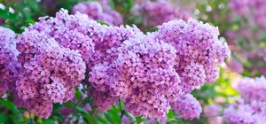 До +25 °С: яка погода буде в Одесі наступного тижня