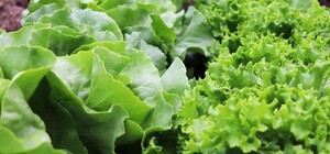 Де цими вихідними у Києві пройдуть продуктові ярмарки. Адреси
