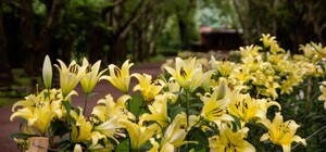 У парку «Боднарівка» розквітли водяні лілії