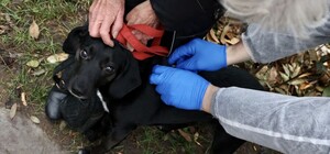 9 липня у Брюховичах проведуть безкоштовну вакцинацію домашніх тварин від сказу