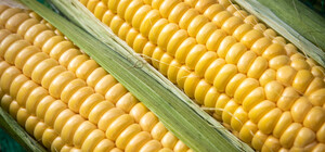 Де на цьому тижні у Києві пройдуть продуктові ярмарки. Адреси