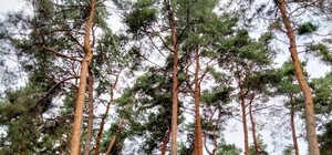 29 вересня у львівських парках труїтимуть кліщів 