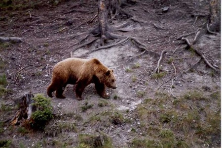 Новина - Дозвілля та їжа - Інформація для туристів і шукачів оленячих рогів: лісами бродять голодні ведмеді