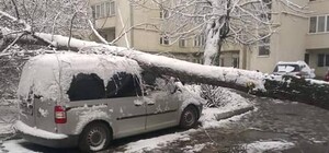 Через непогоду у Львові на припарковану іномарку впало величезне дерево