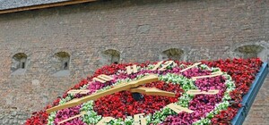 Майже весна: У Львові зацвіли японські вишні, магнолії і форзиції