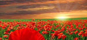 Як у Львові вшановували День пам'яті та примирення [ФОТО]