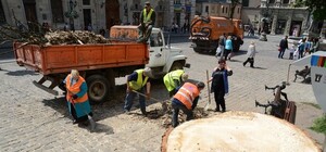 На Площі Ринок  у Львові зрізали старі каштани