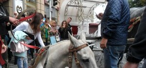 Мешканці Львова вимагають від влади  припинити знущання над кіньми в місті (відео)