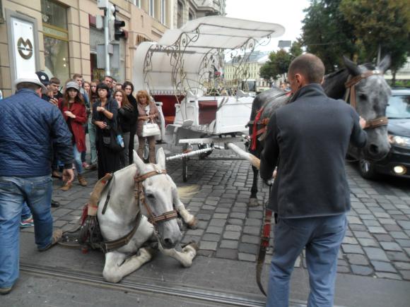 Новина - Події - Каретний бізнес: в яких умовах утримують коней львівські фірмани