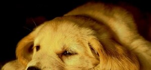 У Львові зняли дуже зворушливий ролик про бездомних тварин  (відео)