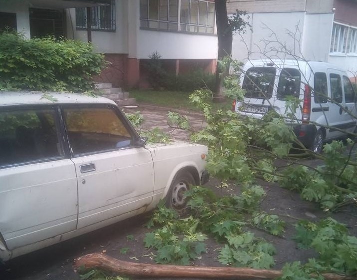 Новина - Події - У Львові на три припаркованих авто впало дерево (фото)