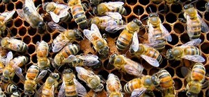 На Львівщині бджоли до смерті закусали чоловіка