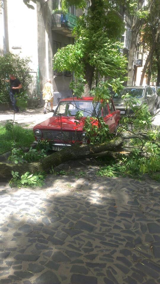 Новина - Події - У Львові через вітер падають дерева (фото)