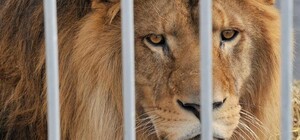 На Львівщині НП: розлючений лев пошматував двох чоловіків