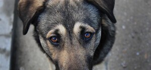 Догхантери у Львові: які в них мотиви та як захистити собаку