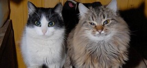 В львівській мерії вирішили знизити температуру в помешканнях