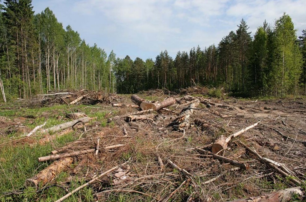 Новина - Події - Нещадне знищення: новий сервіс Google показав масштаби вирубки лісів у Карпатах
