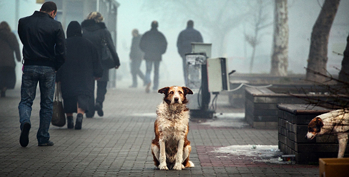 Новина - Події - Обережно: у Львові невідомі масово труять собак