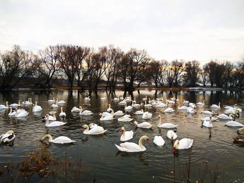 Новина - Події - Фотофакт: на річці у Львівській області оселилися півсотні лебедів