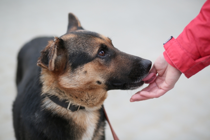Новина - Події - Щоб звикли до людей: львів'ян закликають вигулювати безпритульних собак