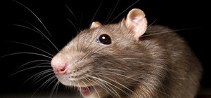 Сміттєва криза: у Львові позачергово будуть труїти щурів