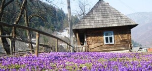 Долина крокусів, 10 музеїв та фестиваль риплянки: що цікавого у Колочаві