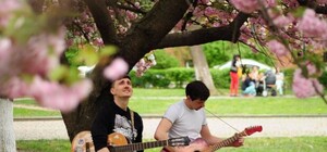 Рожеве море: де та коли в Ужгороді квітне сакура