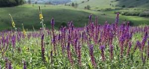 Як святкувати і куди поїхати: відзначаємо Трійцю 2017 у Львові