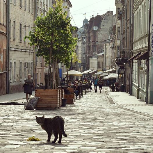 Новина - Події - Навіть киці подобається: львів’яни власноруч озеленили вулицю Лесі Українки