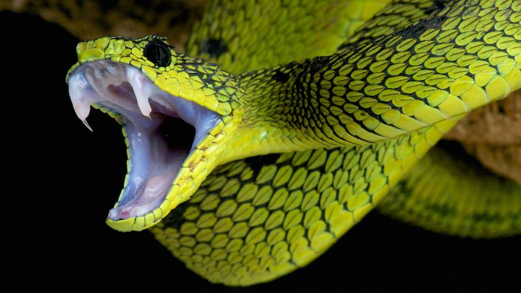 Новина - Події - Як вберегтися: на Львівщині людей кусають отруйні змії