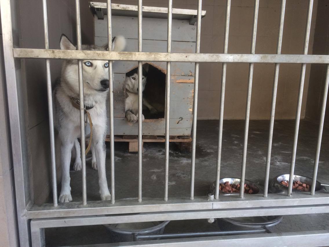 Новина - Події - Усіх пораховано: у Львові переміщення безпритульних собак відстежують за допомогою GPS