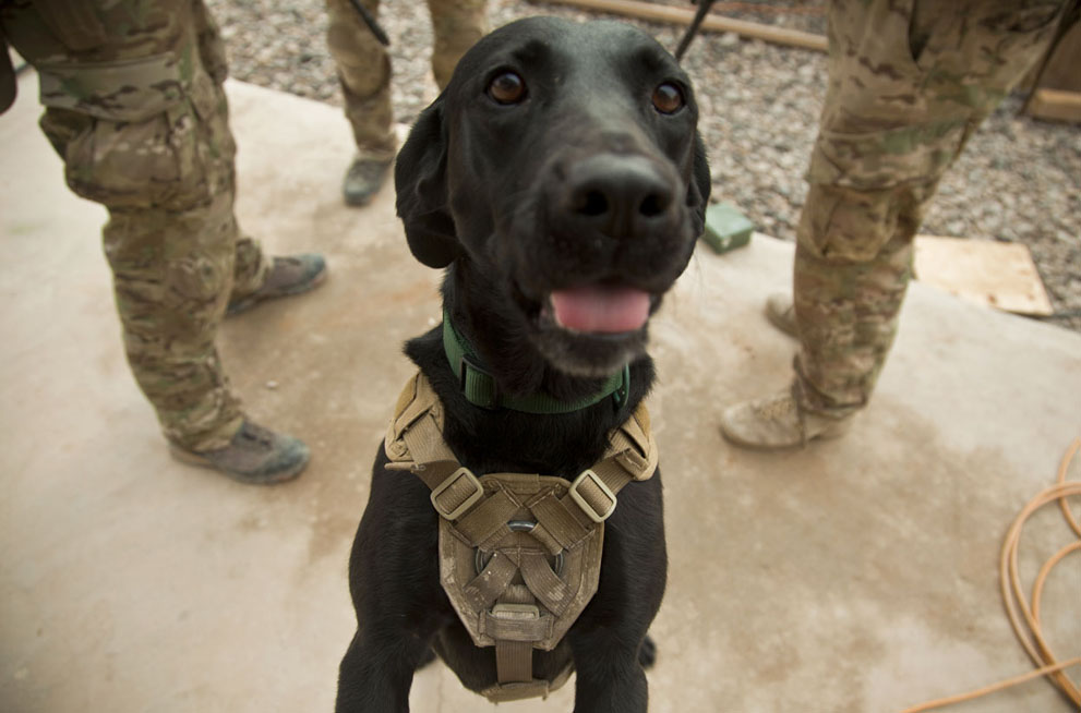 Новина - Події - Що потрібно: у Львові збирають допомогу для військових собак