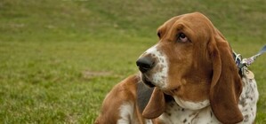 Безкоштовно: у Львові прочіпують 5 тисяч домашніх собак