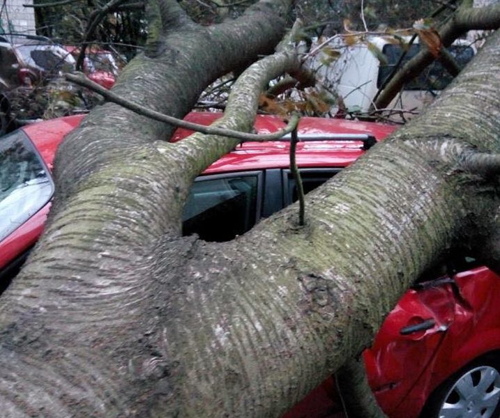 Новина - Події - Повалене 121 дерево: через буревій у львівських комунальників завтра буде робочий день