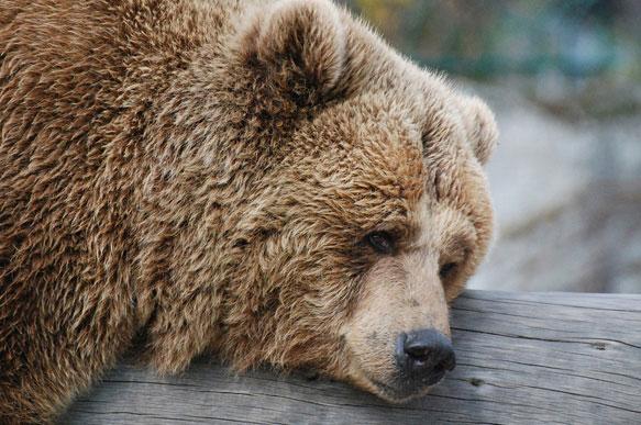 Новина - Події - Нелюди: у Карпатах жорстоко вбили ведмедя та оленицю