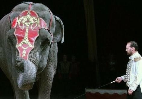 Новина - Дозвілля та їжа - Слон-патріот: у львівському цирку презентували нову програму