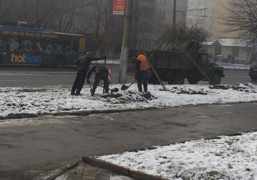 Новина - Події - Фотофакт: львівські комунальники садять дерева в мороз